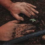 hands planting seedling